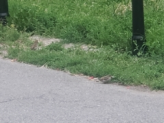 Passer domesticus domesticus