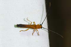 Obereopsis