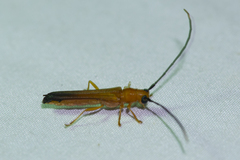 Obereopsis