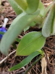Pulmonaria australis