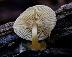 Trichocybe