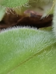 Pulmonaria australis