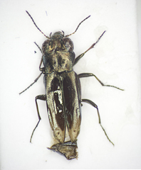 Notiophilus substriatus
