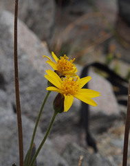 Arnica lanceolata prima