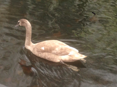 Cygnus olor
