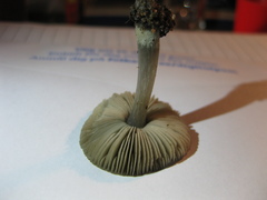 Pluteus cinereofuscus