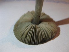 Pluteus cinereofuscus