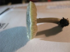 Pluteus cinereofuscus