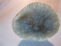 Pluteus cinereofuscus