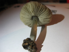 Pluteus cinereofuscus