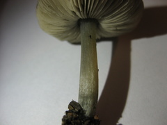 Pluteus cinereofuscus
