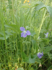 Viola sacchalinensis