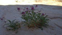 Astragalus crotalariae