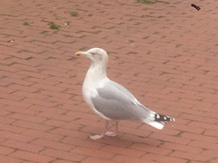 Larus argentatus