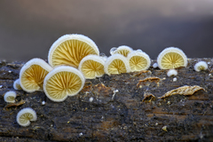 Crepidotus fimbriatus