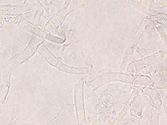 Crepidotus fimbriatus