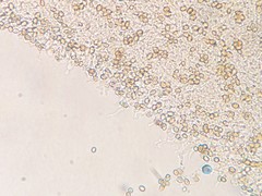 Crepidotus fimbriatus