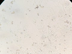 Crepidotus fimbriatus