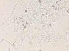 Crepidotus fimbriatus