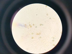 Crepidotus fimbriatus
