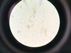 Crepidotus fimbriatus