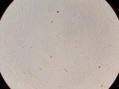 Crepidotus fimbriatus