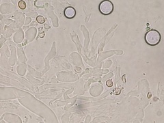 Crepidotus fimbriatus