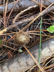 Pseudohydropus parafunebris