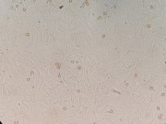 Crepidotus fimbriatus