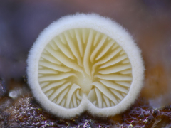 Crepidotus fimbriatus