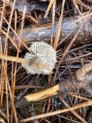 Pseudohydropus parafunebris