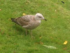 Larus argentatus