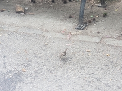 Passer domesticus domesticus