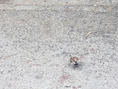 Passer domesticus domesticus