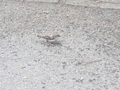 Passer domesticus domesticus