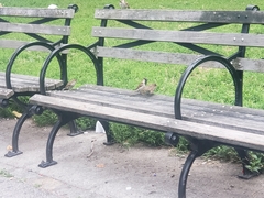 Passer domesticus domesticus