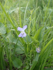 Viola sacchalinensis