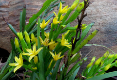 Apostasia wallichii