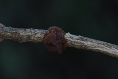 Phaeotremella fimbriata