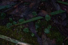 Pterostylis pedunculata
