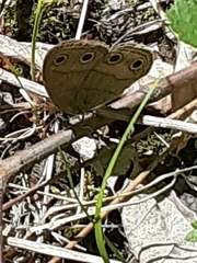 Megisto cymela cymela