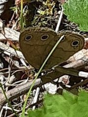 Megisto cymela cymela