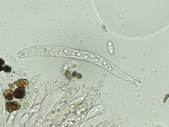 Sclerotinia