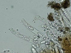 Sclerotinia