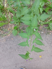 Solanum dulcamara