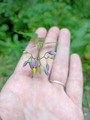 Solanum dulcamara