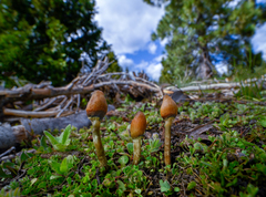 Leratiomyces cucullatus