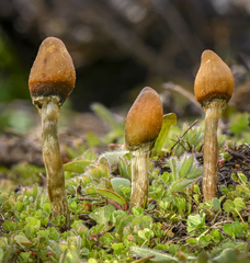 Leratiomyces cucullatus
