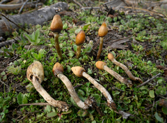 Leratiomyces cucullatus