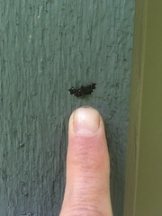 Diathrausta reconditalis
